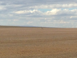 Antelope in the distance